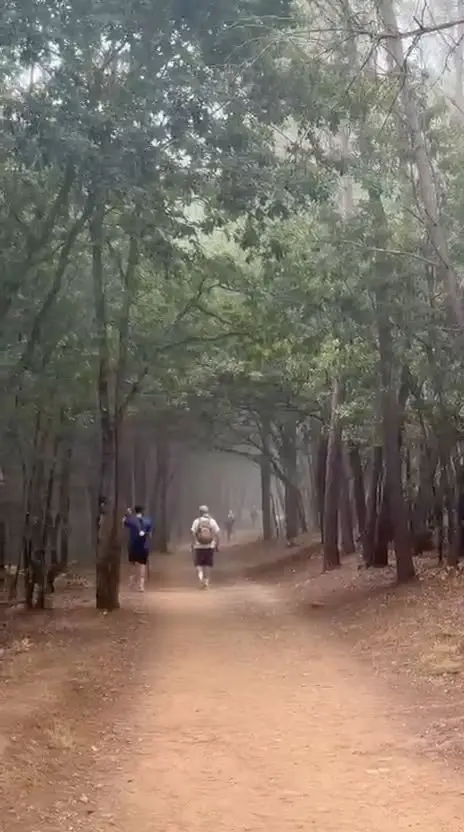 Peregrinos caminando entre la niebla de primera hora, en un tramo de bosque.