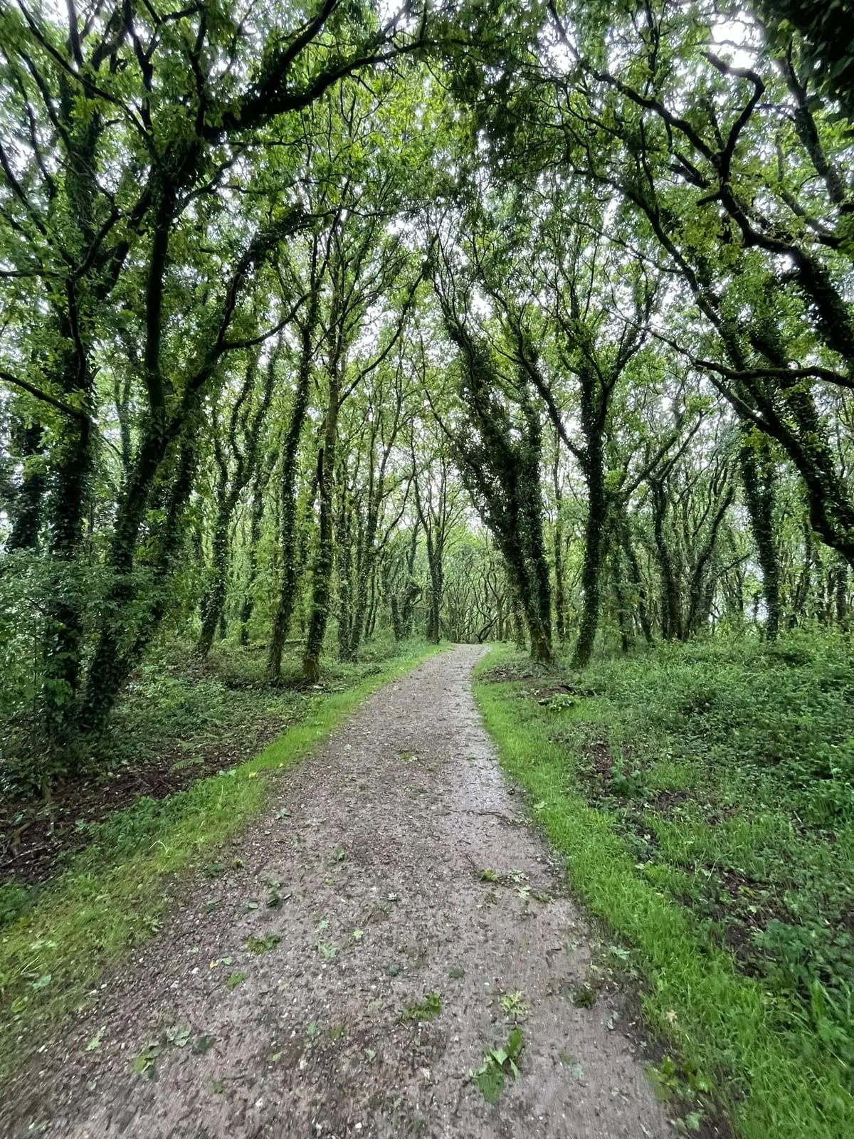 El camino entre robles cubiertos de hiedra, en el tramo de bosque hacia Santiago.